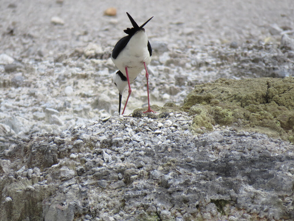 Pied Stilt