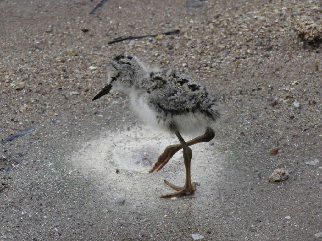 Pied Stilt