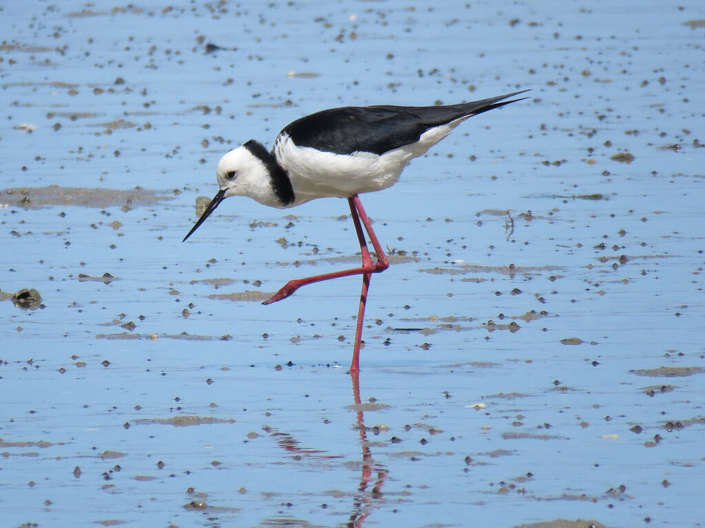 Pied Stilt