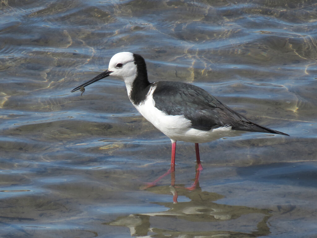Pied Stilt