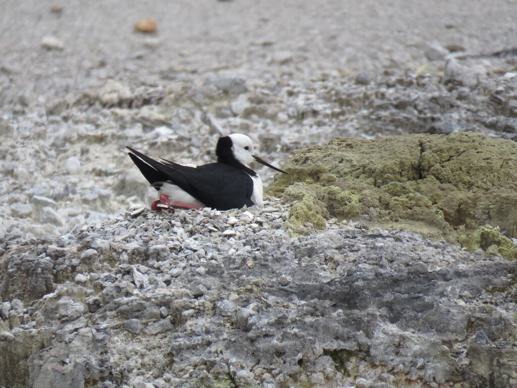 Pied Stilt