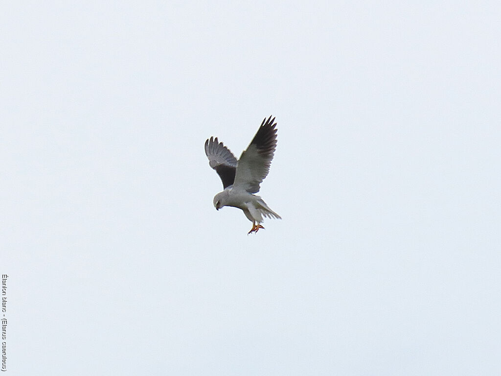 Black-winged Kite