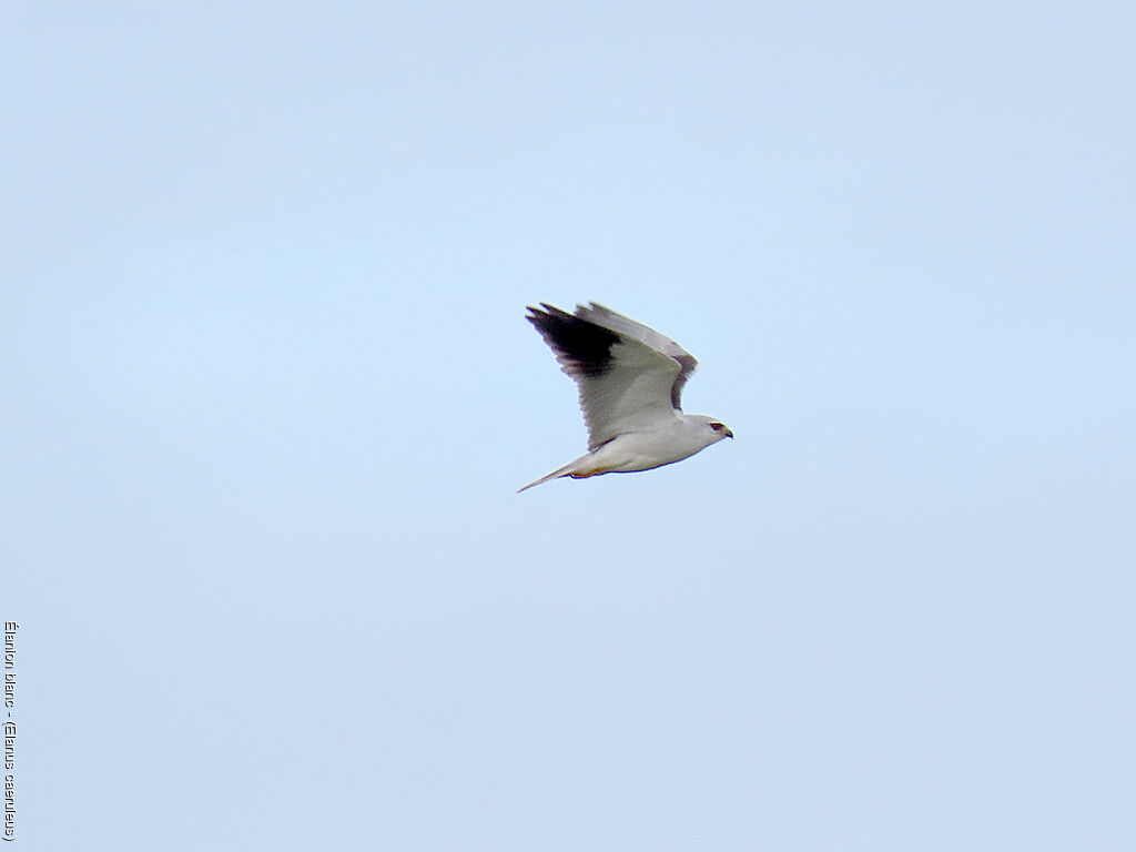 Black-winged Kite
