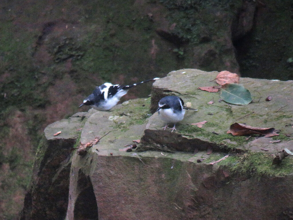Slaty-backed Forktailadult