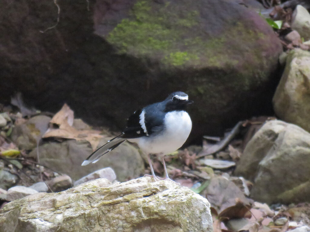 Slaty-backed Forktail