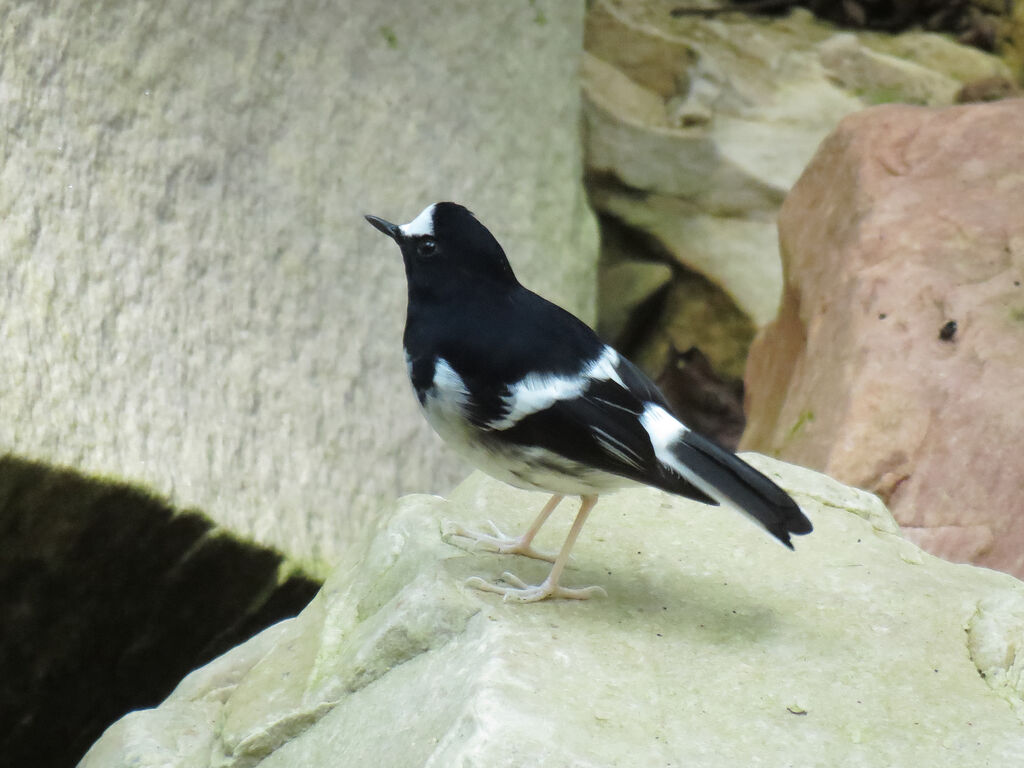 Little Forktailadult, habitat
