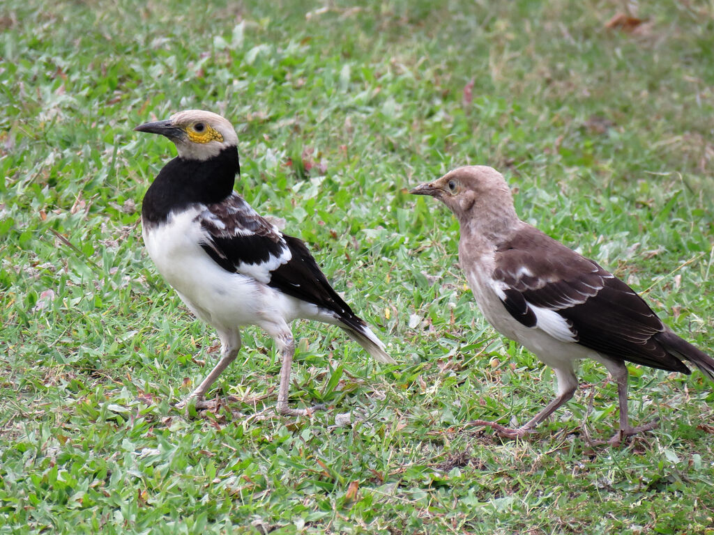 Black-collared Starling