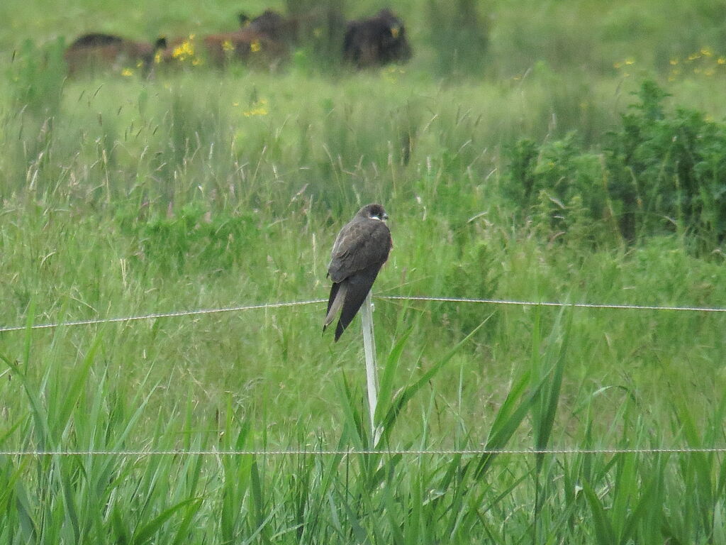 Faucon d'Éléonore