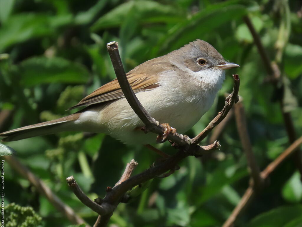 Fauvette grisette