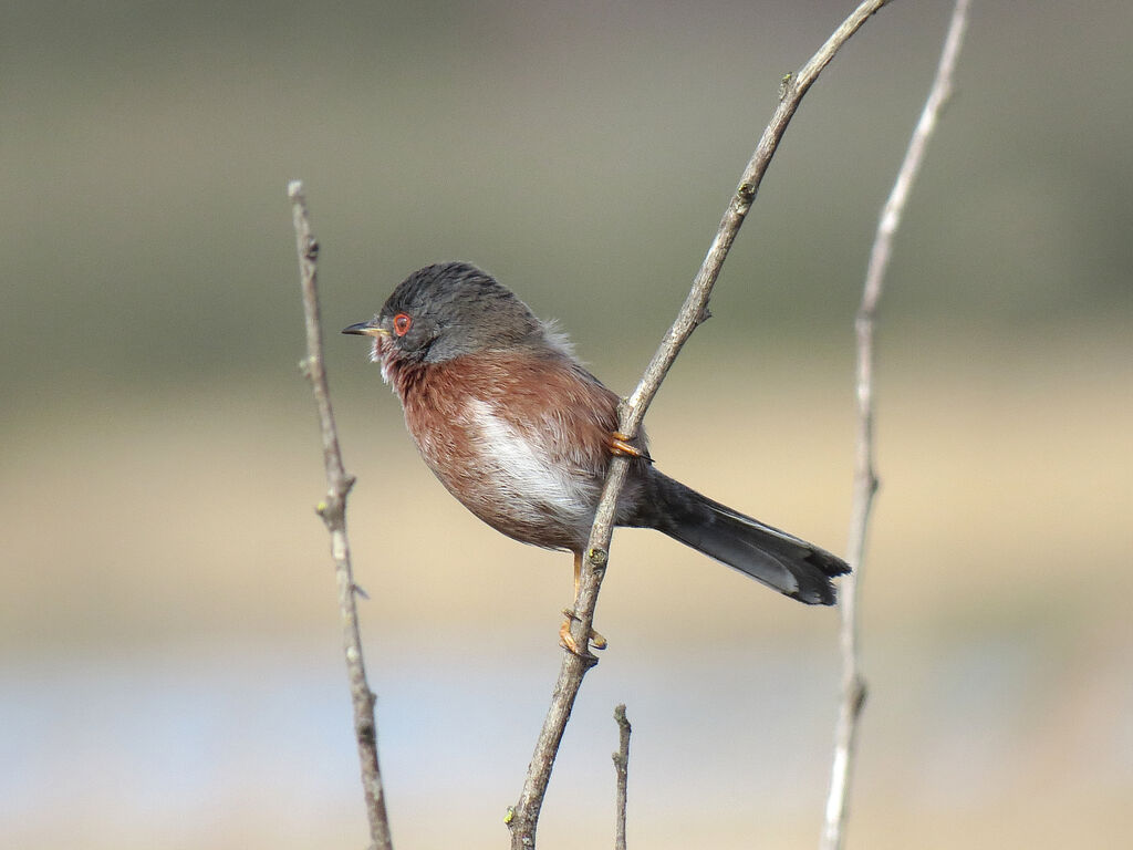 Dartford Warbler