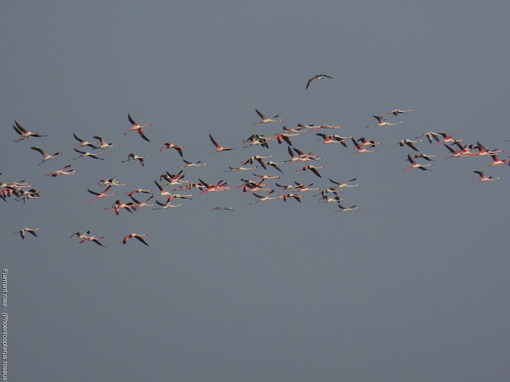 Flamant rose