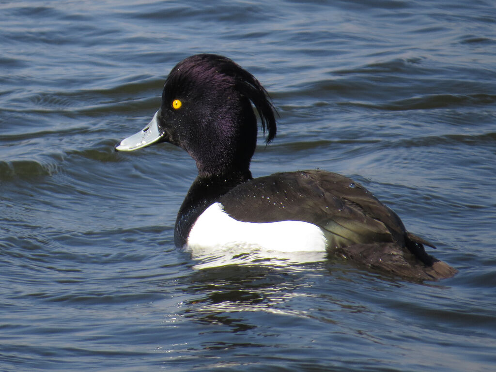 Tufted Duck