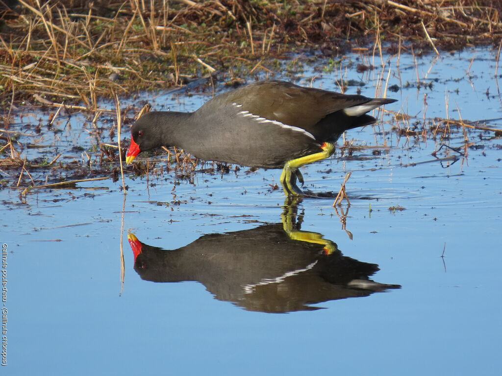 Gallinule poule-d'eau
