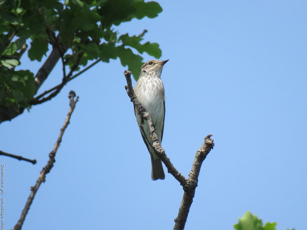Spotted Flycatcher