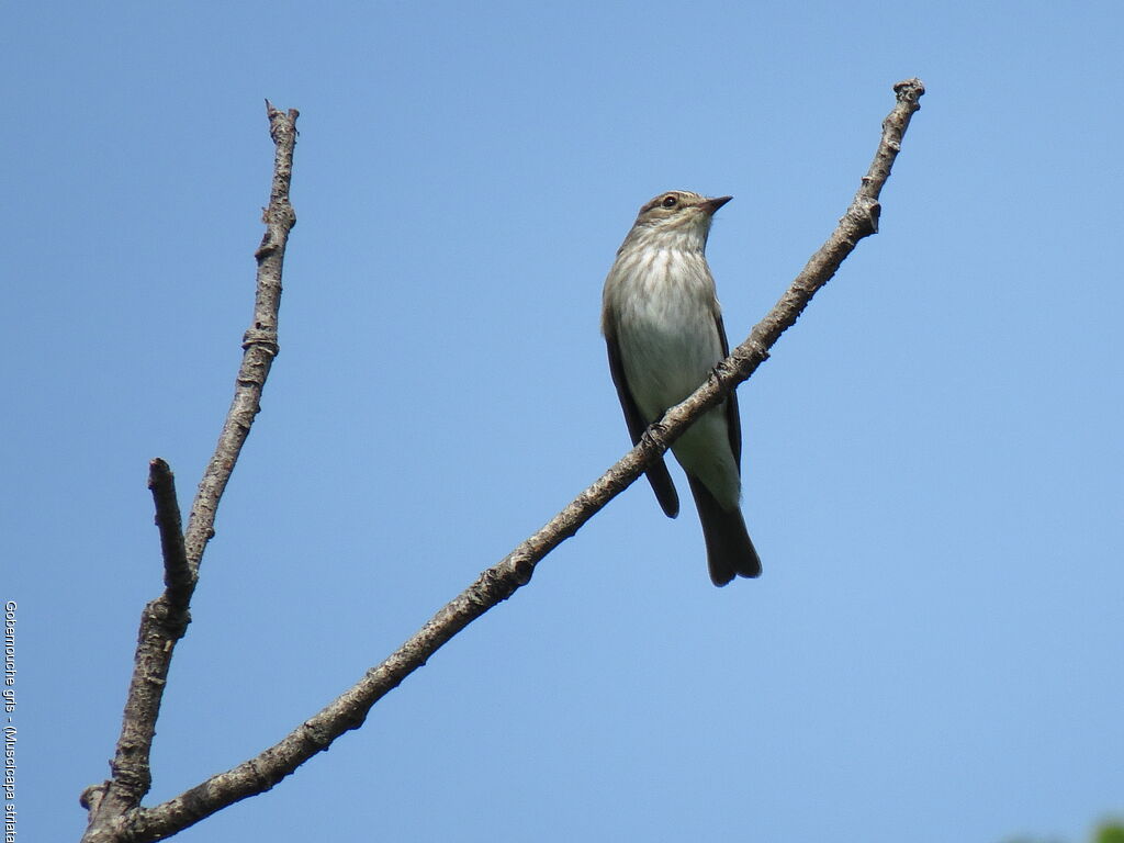 Spotted Flycatcher