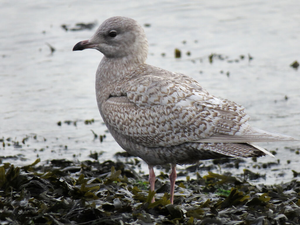 Goéland à ailes blanches