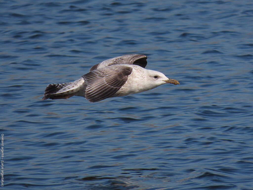 Goéland argenté2ème année