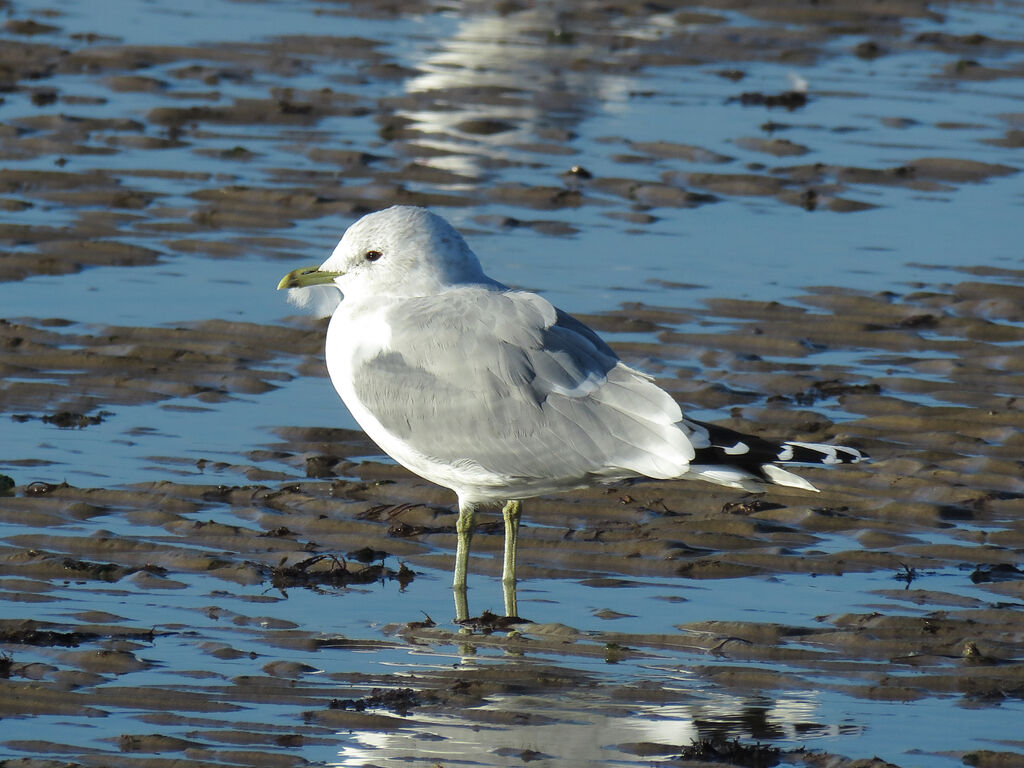 Common Gull