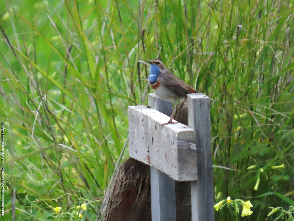 Bluethroat (cyanecula)