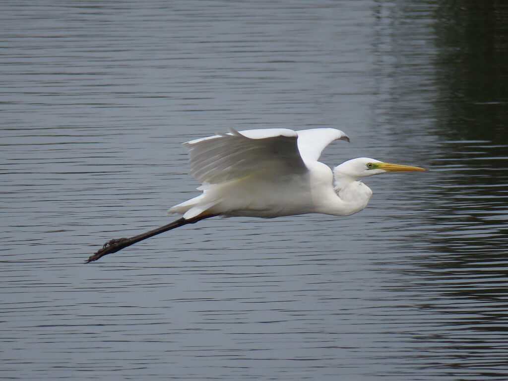 Great Egret