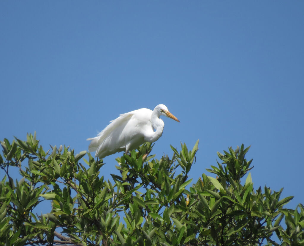 Great Egret