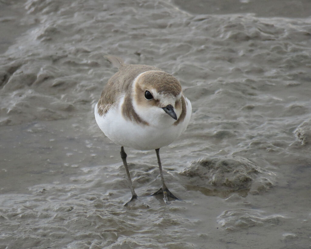 Kentish Plover