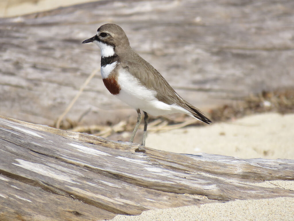 Double-banded Plover