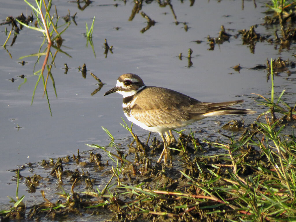 Killdeer
