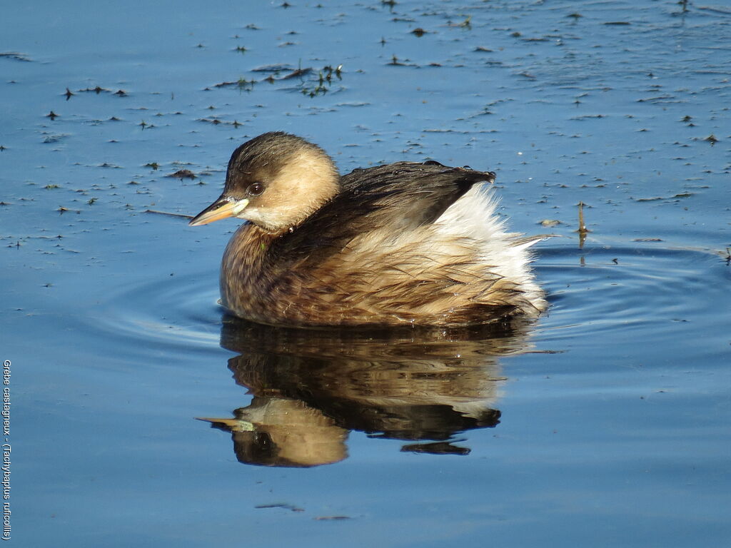 Little Grebe