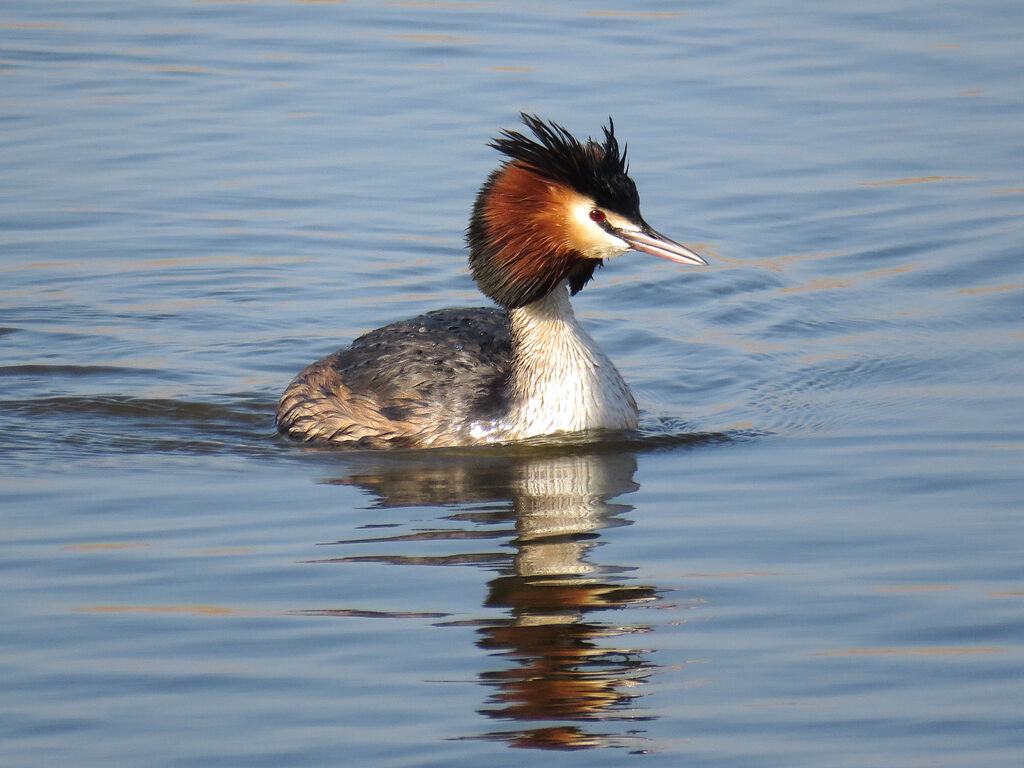 Great Crested Grebe