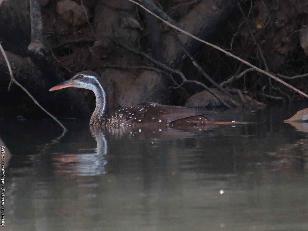 African Finfoot