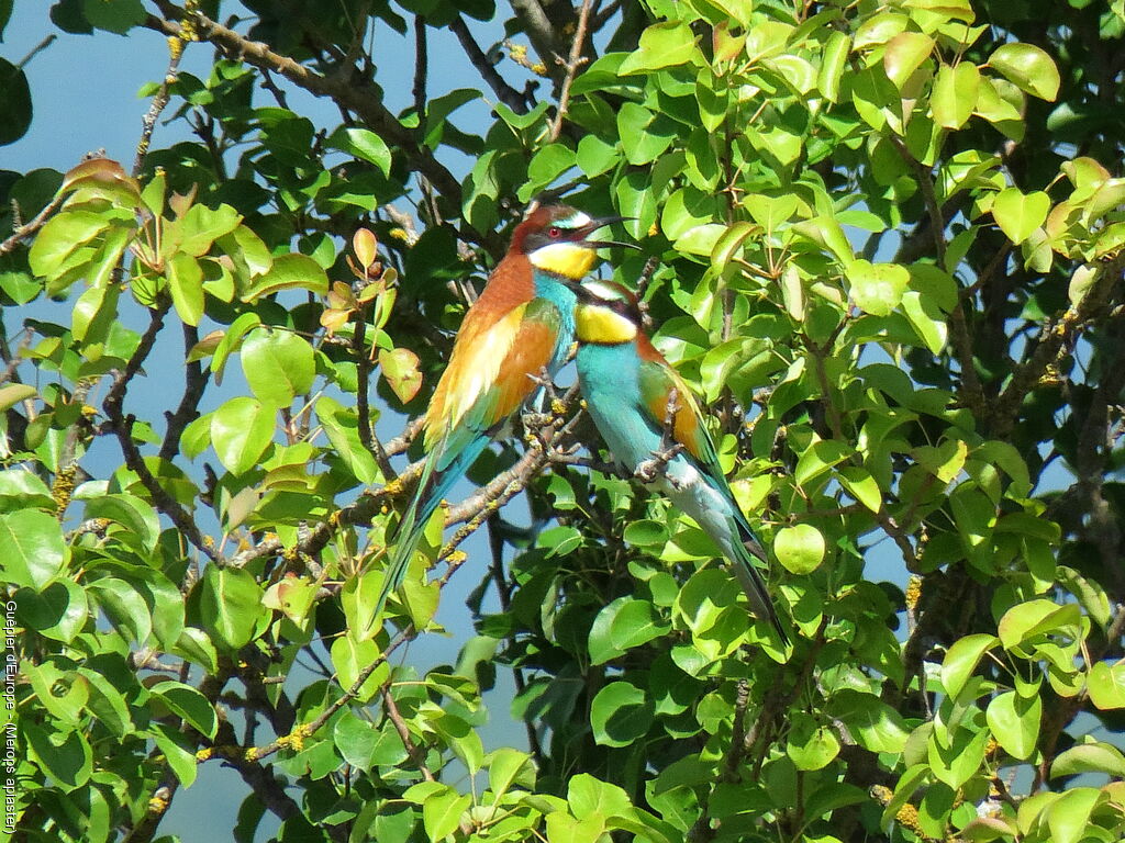 European Bee-eater