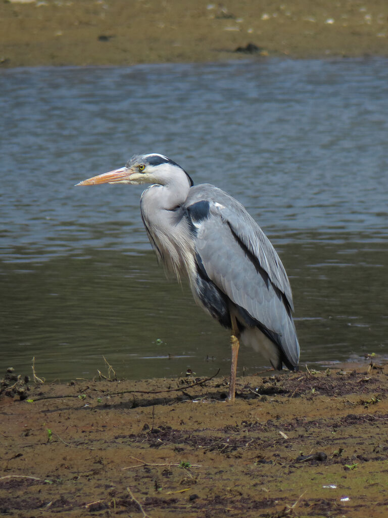 Grey Heron