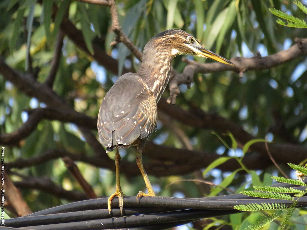 Héron des mangroves
