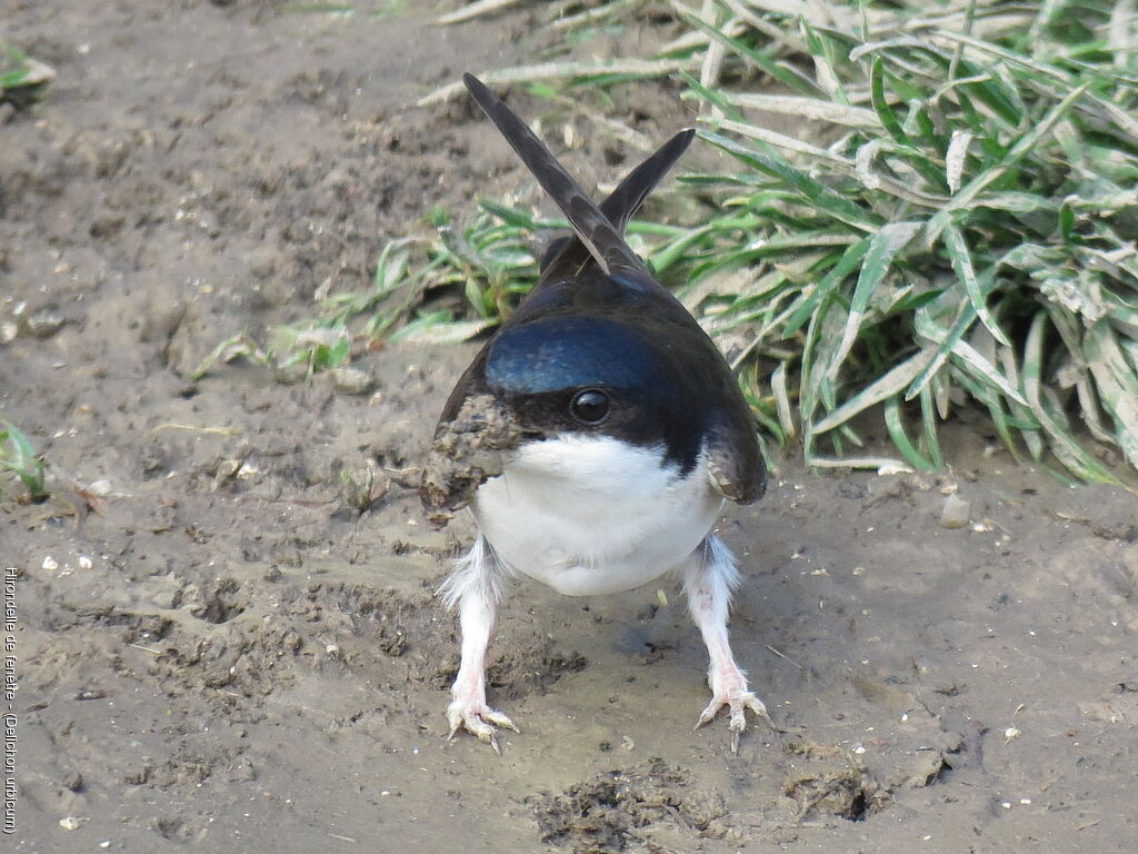 Western House Martin