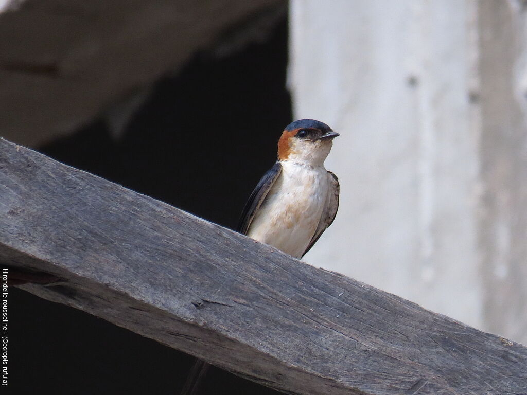 European Red-rumped Swallow