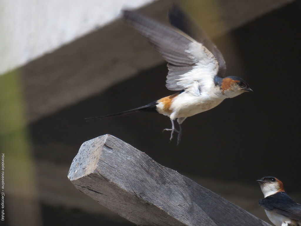 European Red-rumped Swallow