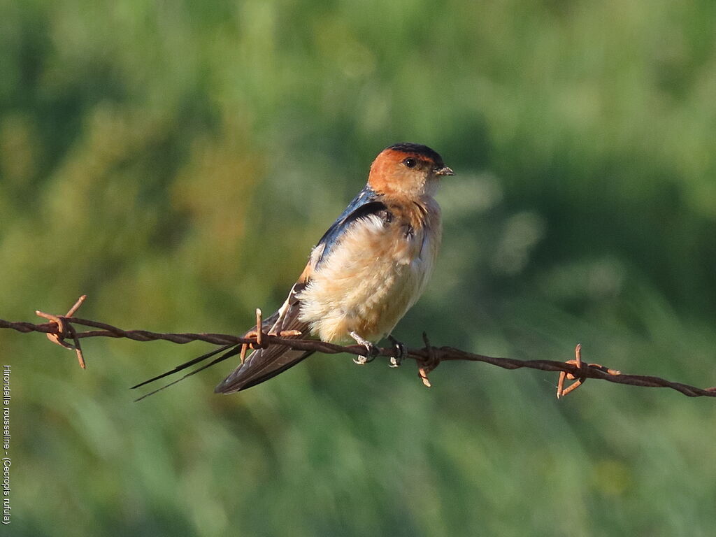 Hirondelle rousseline