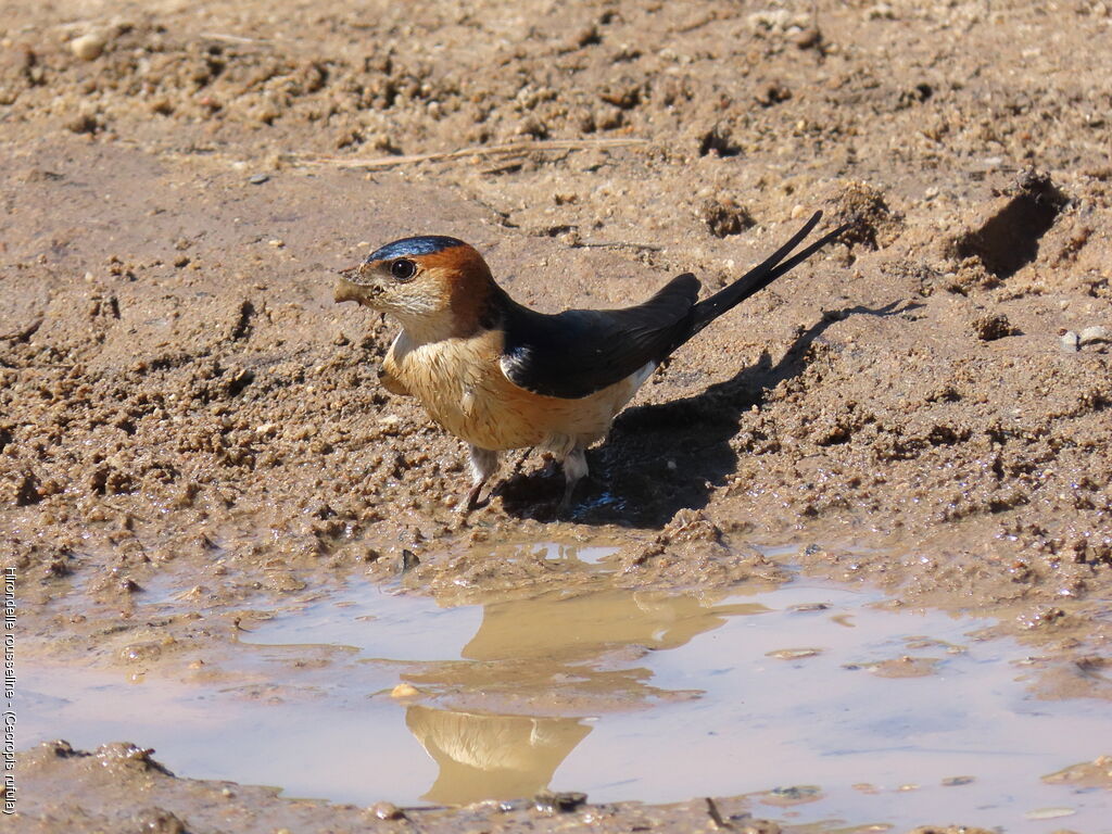 Hirondelle rousseline