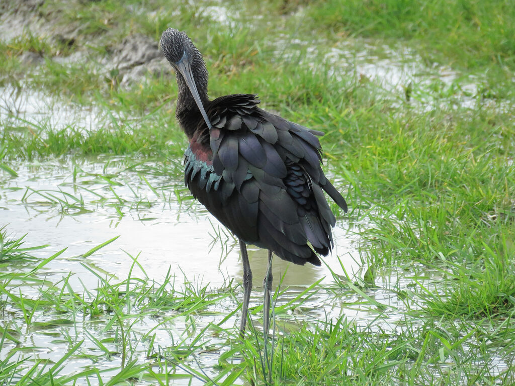 Glossy Ibis