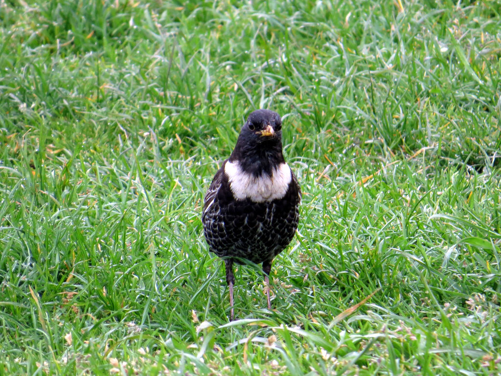 Ring Ouzel male