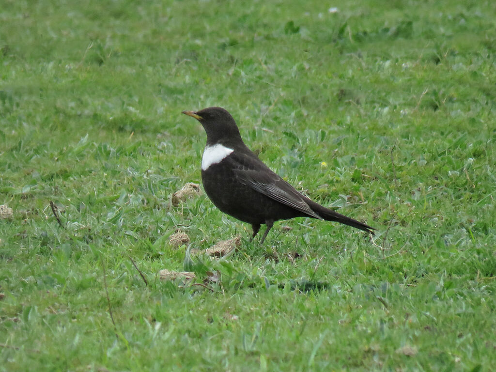 Ring Ouzel male