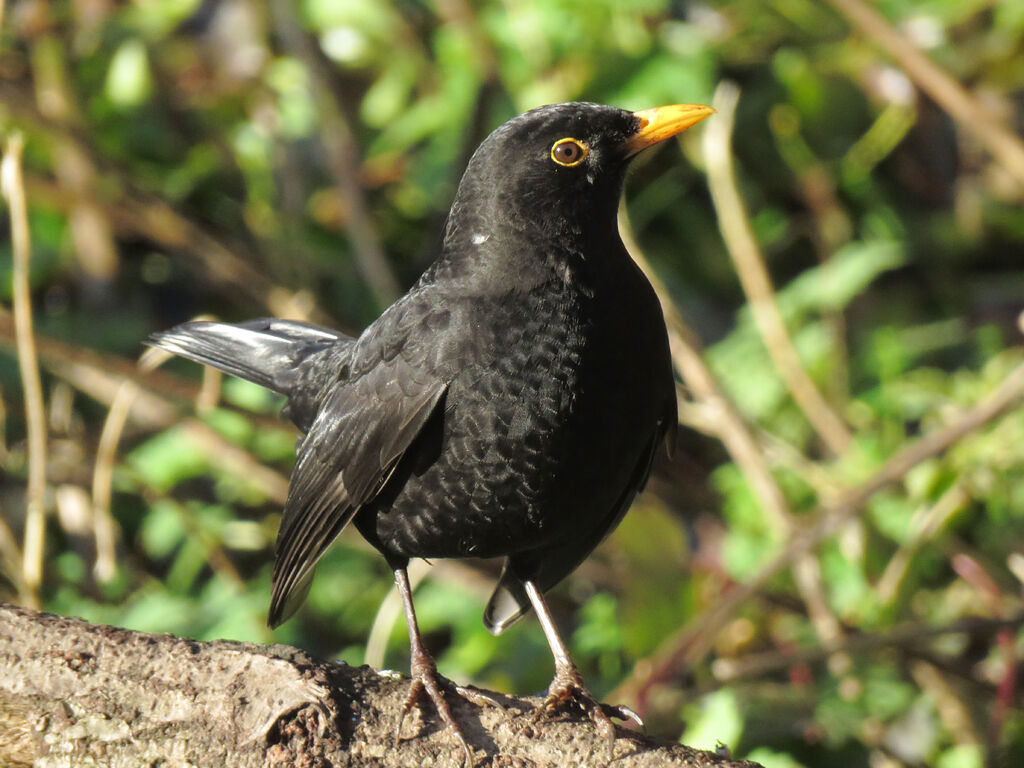 Common Blackbird