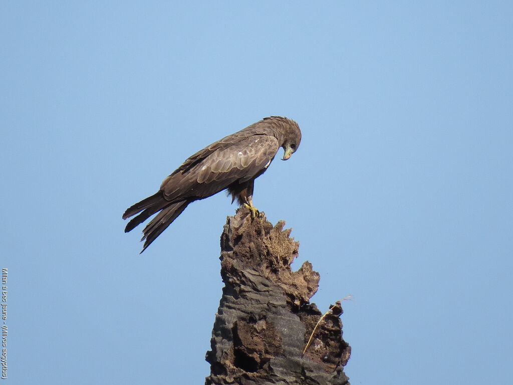 Yellow-billed Kite
