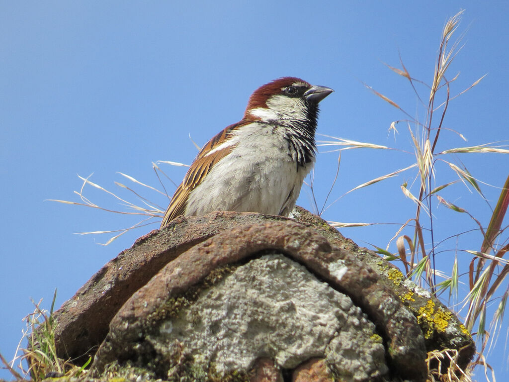 Moineau cisalpin mâle