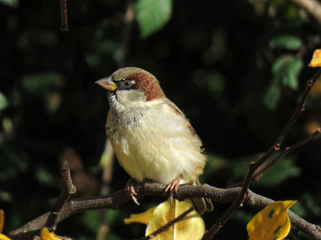 Moineau domestique