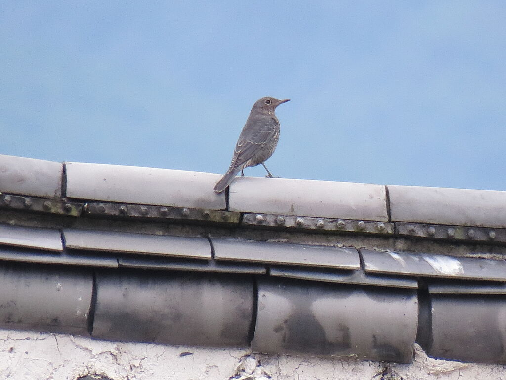 Blue Rock Thrush