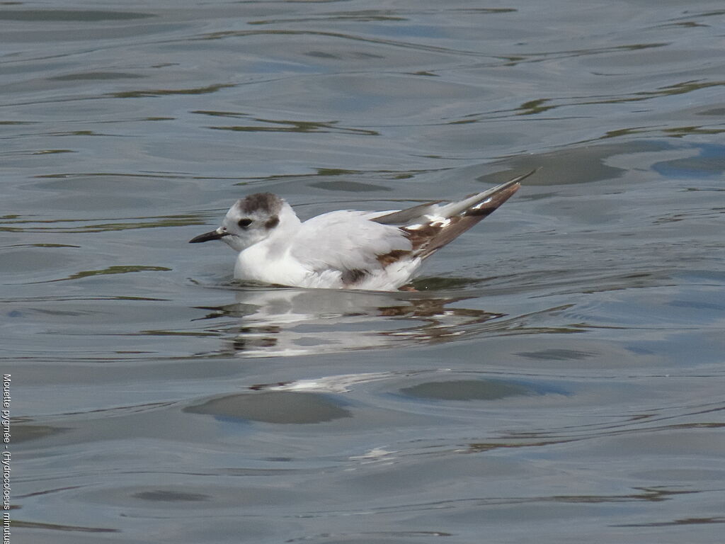 Little Gull