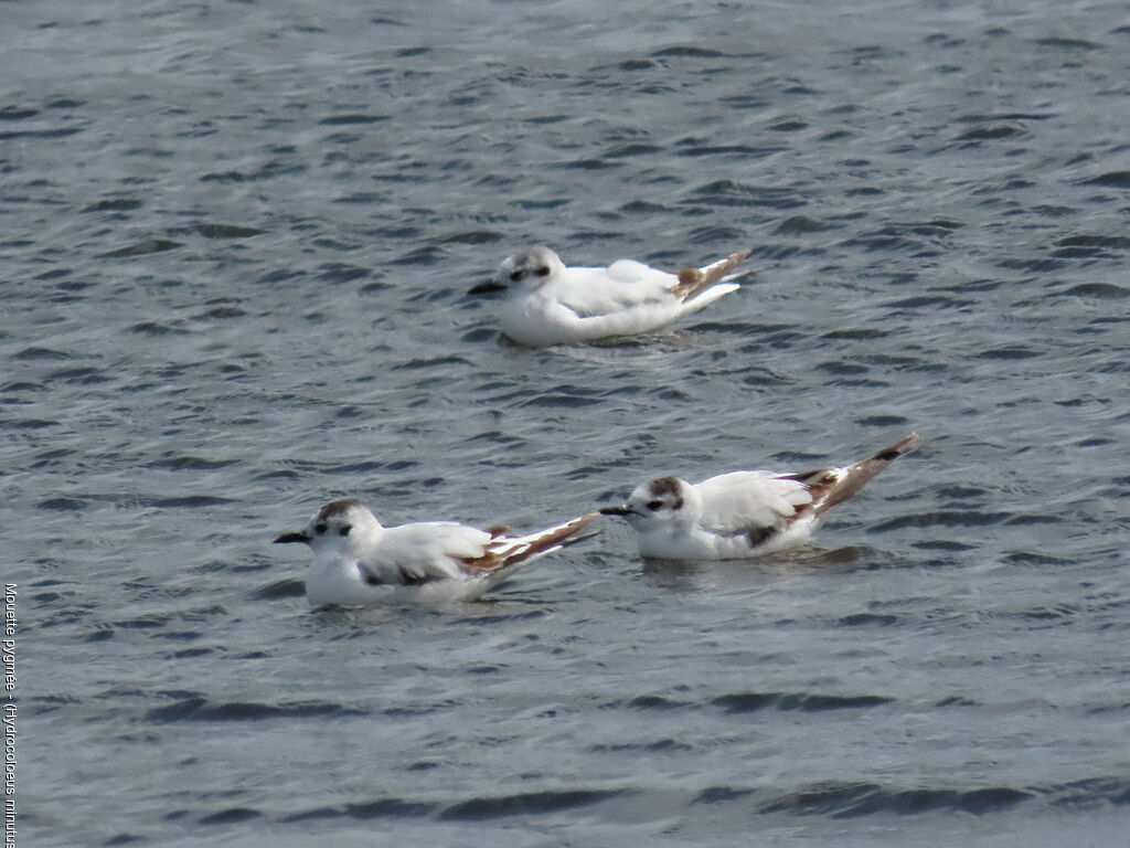Little Gull