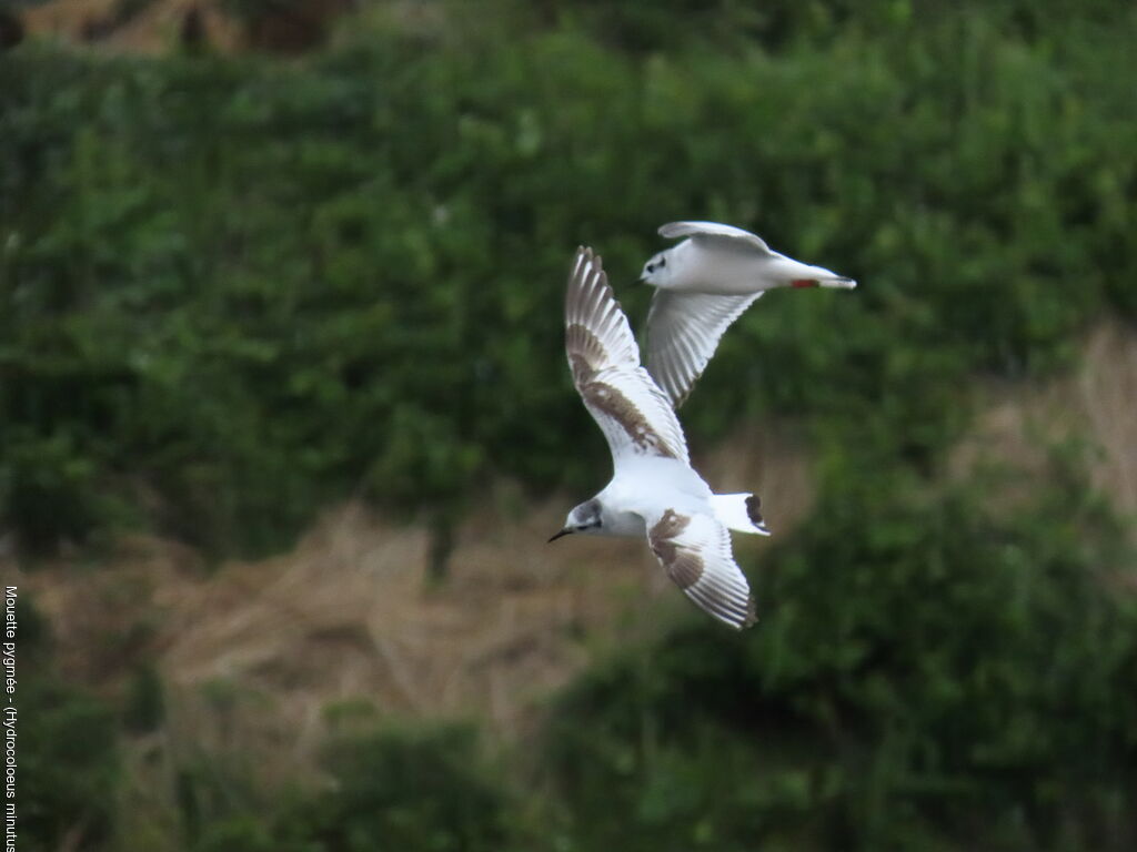 Little Gull